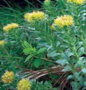 Not All Rhodiola Is the Same